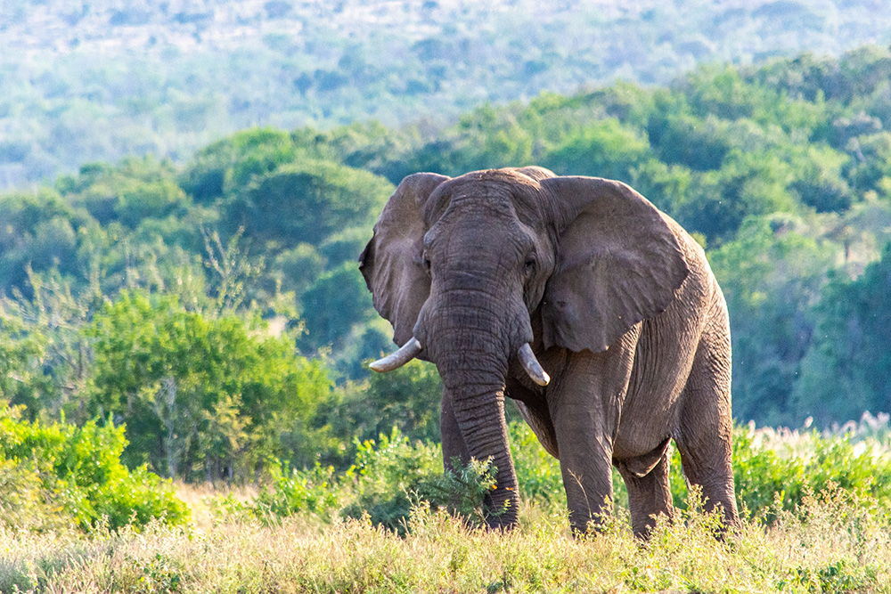 The Ultimate Southern Africa Safari Road Trip Hluhluwe-iMfolozi Park 1