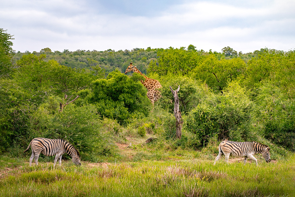 The Ultimate Southern Africa Safari Road Trip Hluhluwe-iMfolozi Park